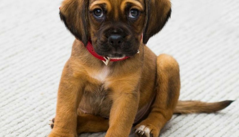 Hotel CROCUS **** Vysoké Tatry